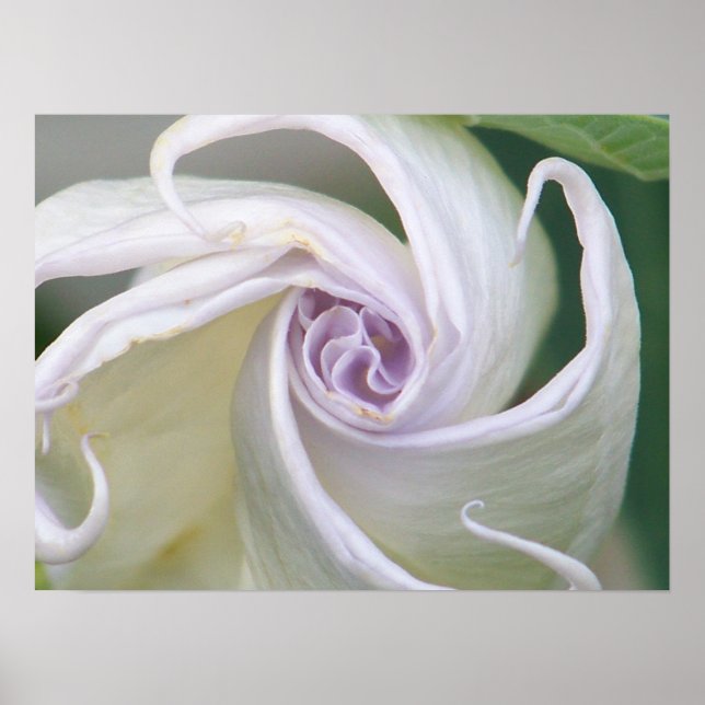 Poster Moonflower (Frente)