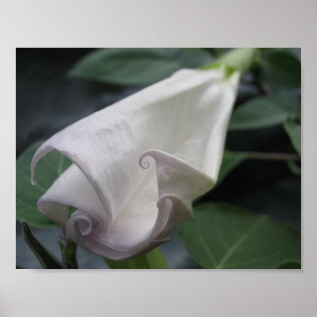 Póster Moonflower (Frente)