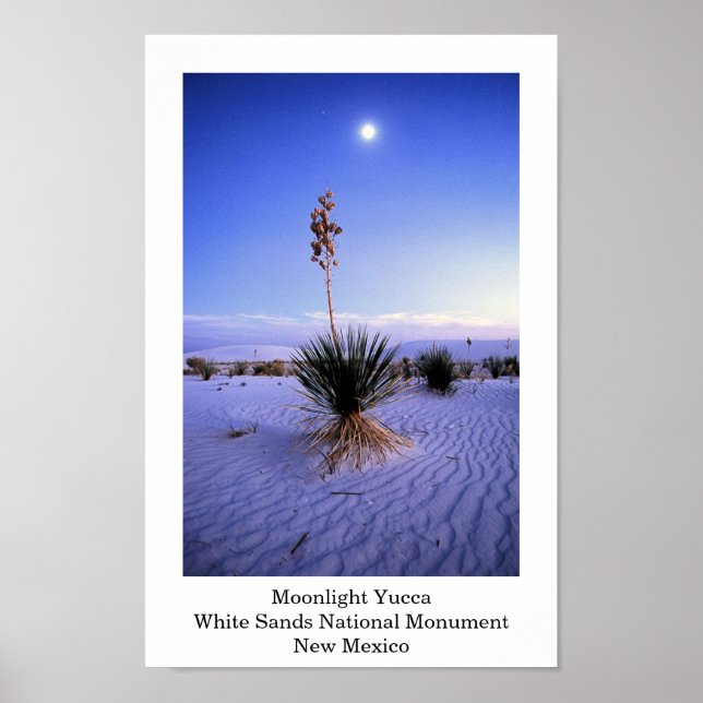 Poster Moonlight Yucca (Frente)