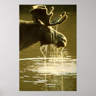 Poster Moose