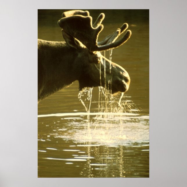 Poster Moose (Frente)