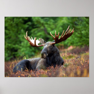 Póster Moose