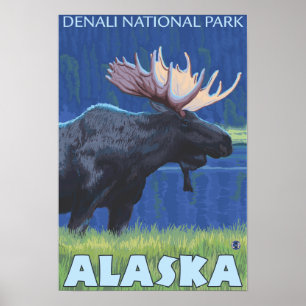 Póster Moose at Night - Denali Nat'l Park, Alaska