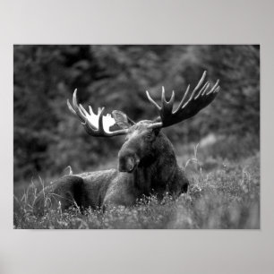 Poster Moose Black White Photo Modern Rustic Cabin