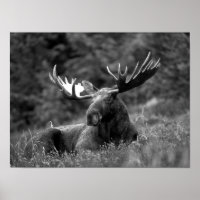 Moose Black White Photo Modern Rustic Cabine