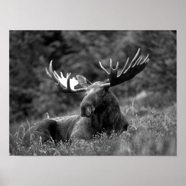 Poster Moose Black White Photo Modern Rustic Cabine (Frente)