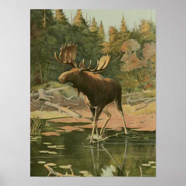 Poster Moose Caminhando na Água (Frente)
