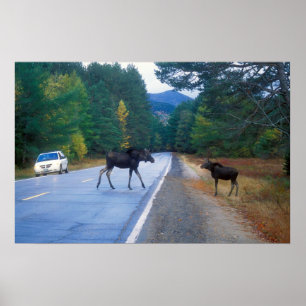 Póster Moose Cruzando a Estrada de Kancamagus