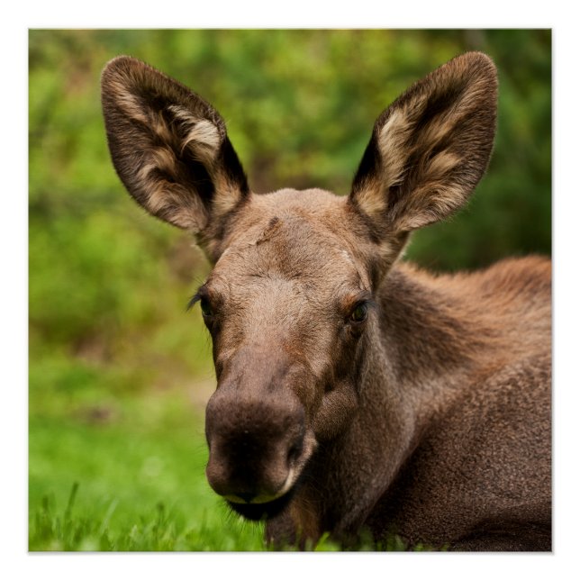 Póster Moose Curiosa (Frente)