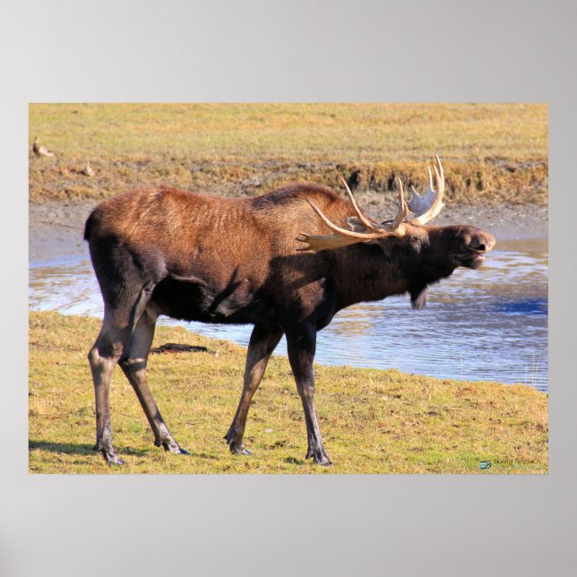 Póster Moose diz "queijo" (Frente)