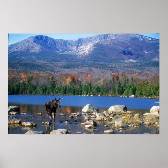 Póster Moose e Monte Katahdin (Frente)