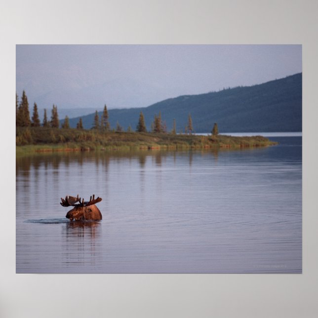 Poster Moose Nadando no Lago (Frente)