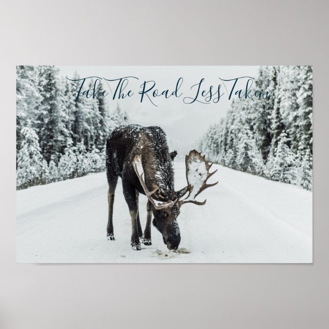 Poster Moose No Inverno Em Estrada Com Cotação (Frente)