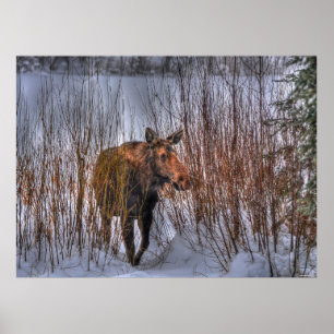 Póster Moose Selvagem Canadiana na neve do inverno