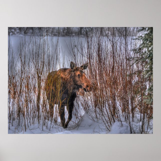 Póster Moose Selvagem Canadiana na neve do inverno (Frente)