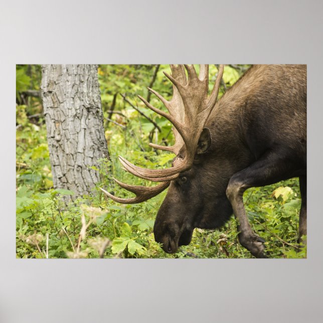 Poster Moose Sensante (Frente)