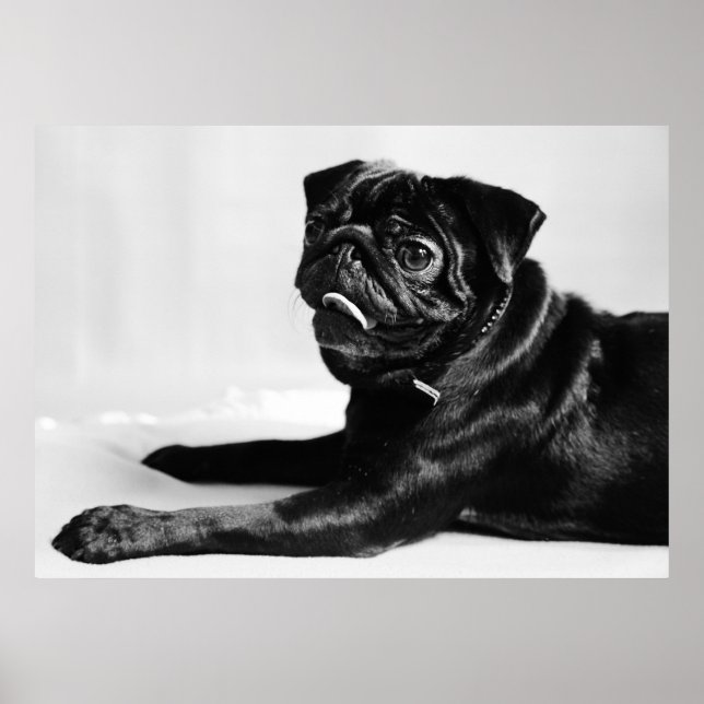 Póster Mops (Frente)