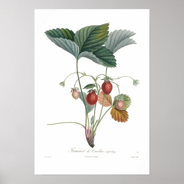 Poster Morango (Frente)