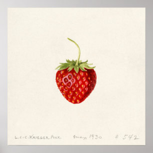 Poster Morango (Fragaria) (1930) por Louis Charles
