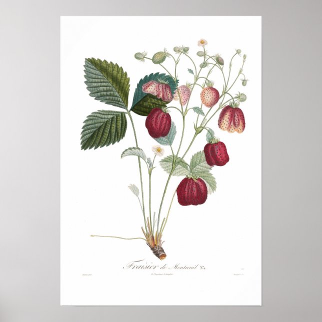 Póster Morango,Fraisier de Montreuil (Frente)