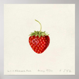 Poster Morango (por Louis C.C. Krieger)