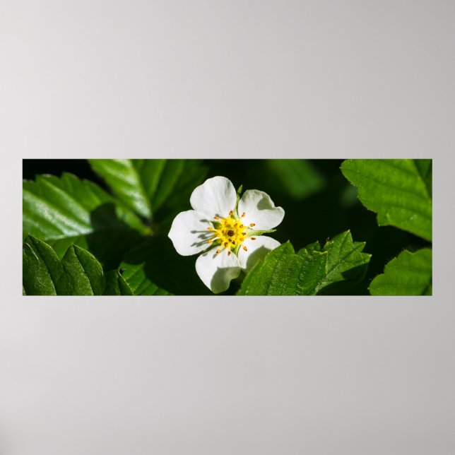 Poster Morango Selvagem (Frente)