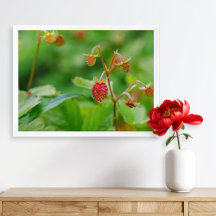 Morango Selvagem Vermelho Ainda Cultivando Foto Do