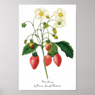 Poster Morangos da comida das bagas da fruta do vintage