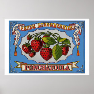 Póster Morangos de Ponchatoula, LA