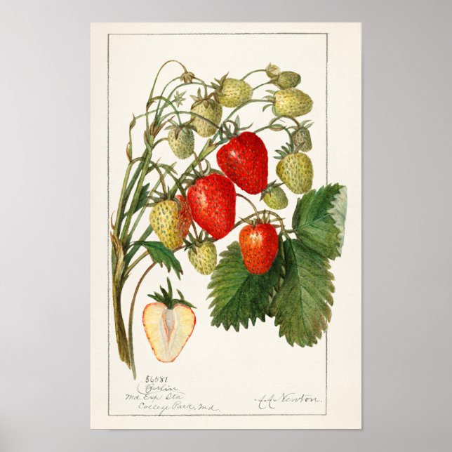 Poster Morangos (Fragaria) Fruta (Frente)
