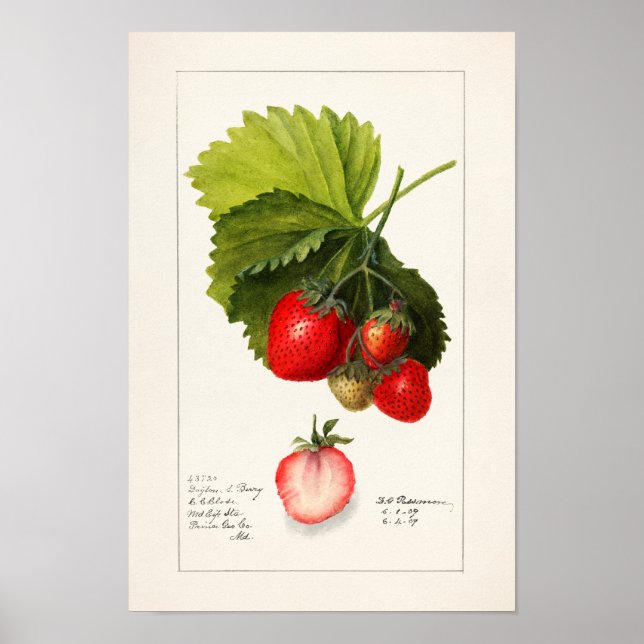 Poster Morangos (Fragaria) Fruta (Frente)