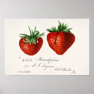 Poster Morangos (Fragaria) Fruta