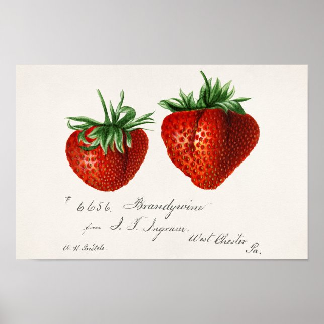 Poster Morangos (Fragaria) Fruta (Frente)