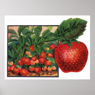 Póster Morangos Vintage, Morangos em Fazenda