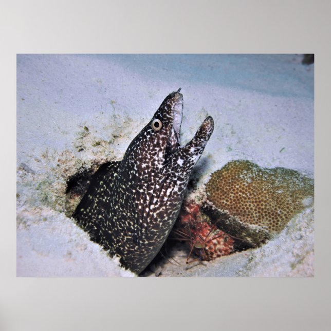 Poster Moray avistado em Cozumel (Frente)