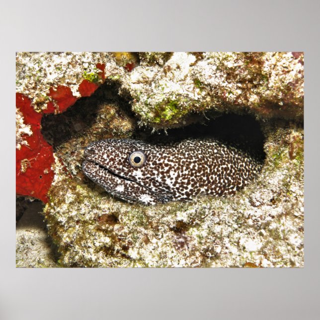 Poster Moray avistado no Buraco (Frente)