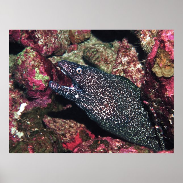 Poster Moray de Jardins Flores (Frente)