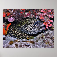Moray e Amigos