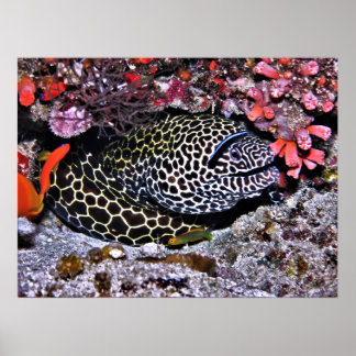 Poster Moray e Amigos