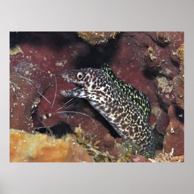 Poster Moray II Pequeno (Frente)
