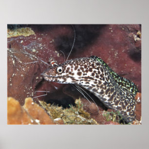 Poster Moray Pequeno