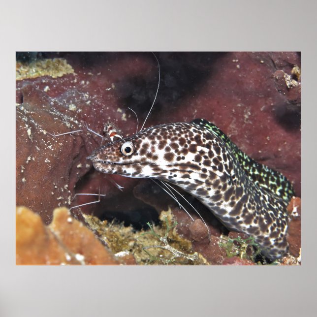 Poster Moray Pequeno (Frente)