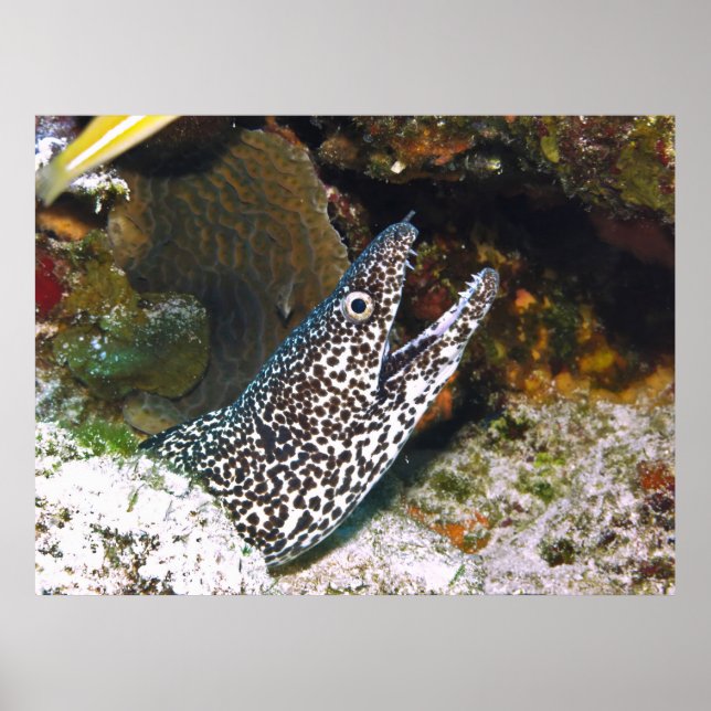 Poster Moray Visitado (Frente)