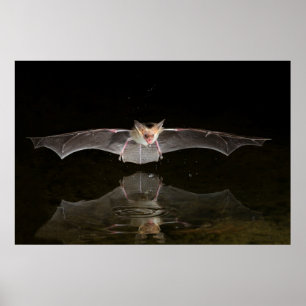 Póster Morcego bebendo em voo, Arizona