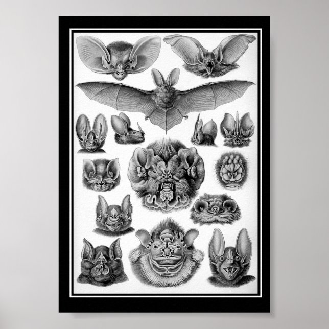 Póster Morcegos! (Frente)