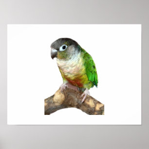 Poster Mordente verde Conure