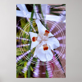 Poster moreia branca