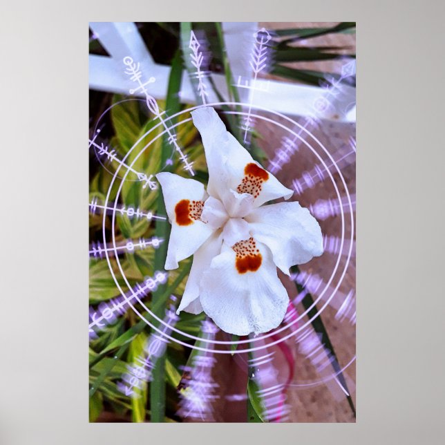 Poster moreia branca (Frente)