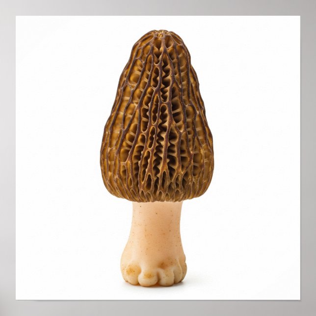 Poster Morel Mushroom (Frente)