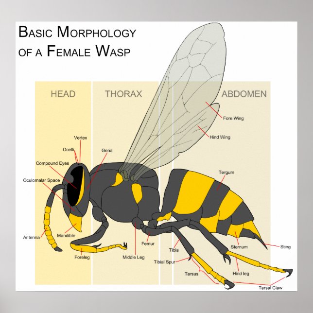 Poster Morfologia básica de um diagrama Wasp feminino (Frente)